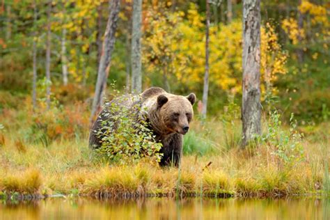 Wildlife vakantie Roemenië | Door de Karpaten en Donaudelta