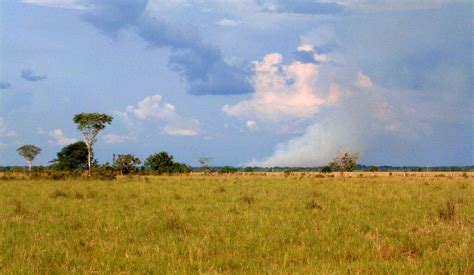 Llanos: Grassland Ecoregion (South America) | LAC Geo