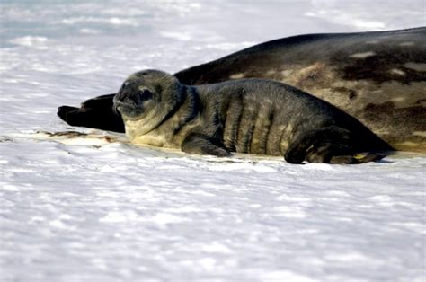 Weddell Seal – "OCEAN TREASURES" Memorial Library