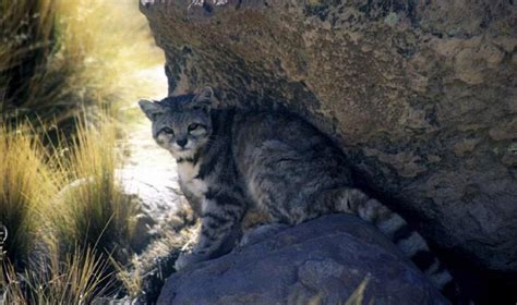 Andean Mountain Cat - Leopardus jacobita