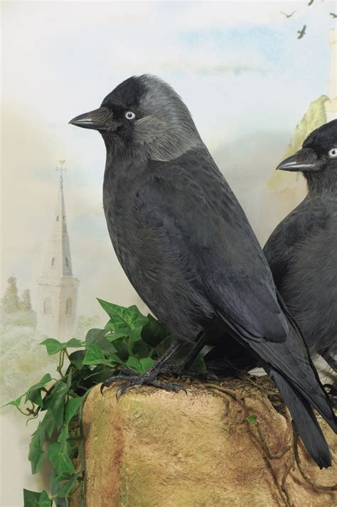 Jackdaws (Corvus monedula) | UK Bird Small Mammal Taxidermist Mike Gadd