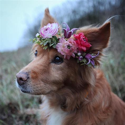 #inspiredbypetals_ by @inspiredbypetals_ and @jannelford | Beautiful dogs, Pretty dogs, Animals ...