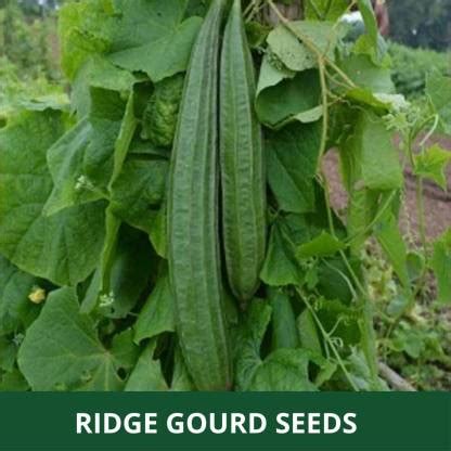 VibeX ® VMR-312 Luffa Acutangula Seeds Angled Ridge Gourd Turai Seed ...