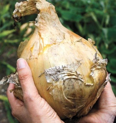 Giant Onion Seeds, 50pcs/pack – GreenSeedGarden