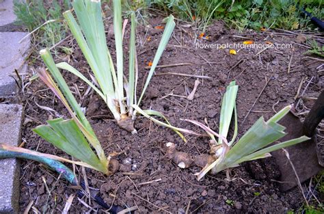 How to Plant Bearded Iris for the Best Blooms! - Flower Patch Farmhouse