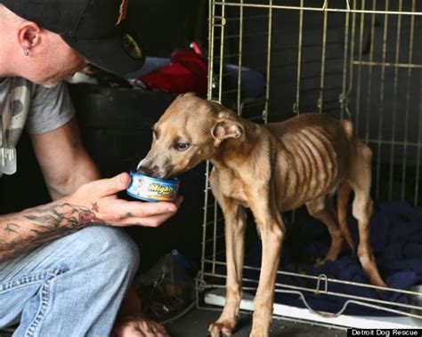 Detroit's Stray Dog Problem Fought By Rescue Groups As Abandoned ...