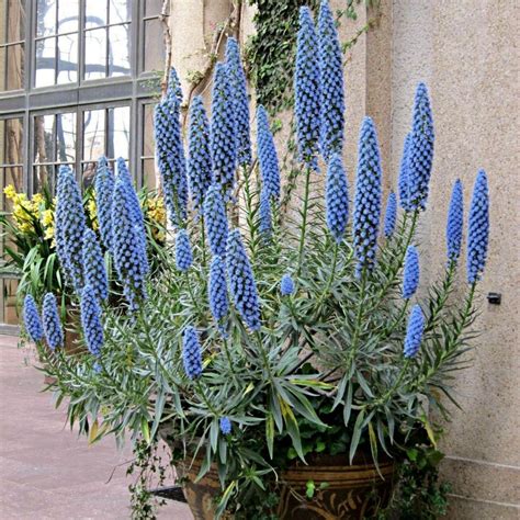 Pride Of Madeira Seeds (Echium Fastuosum) - Price €1.50