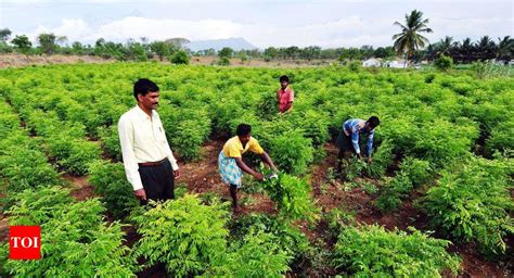 Dangs declared Gujarat’s 100% organic farming district | Ahmedabad News ...