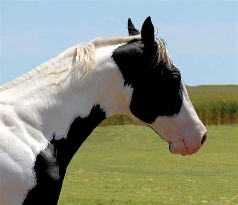 Tobiano Paint horse by Cheryl Poland in 2021 | Horse painting, American ...