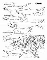 Sharks Coloring Page sketch template