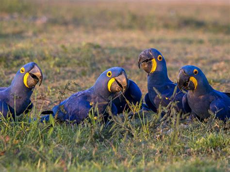 Purple Hyacinth Macaw