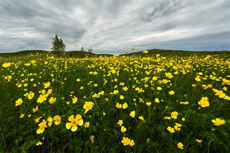 Yellow Flowers Field Wallpapers