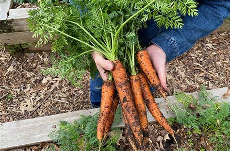 Images Of Carrot Plant