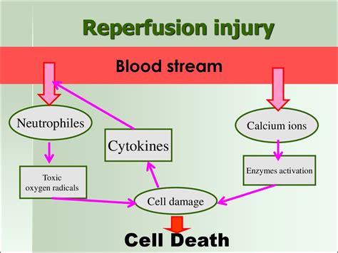 Cell injury. (Subject 2) - презентация онлайн