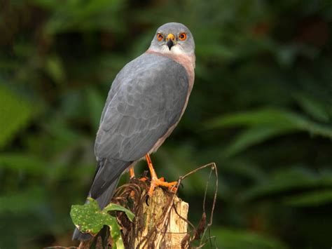 Fiji Goshawk - eBird