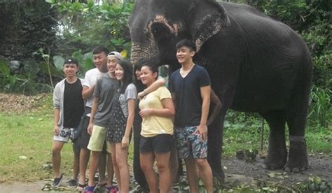 Elephant Sanctuary Volunteer $300/week [ Unique Experience] IFRE Volunteers