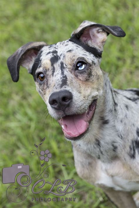 Meg, Catahoula Leopard Dog! Her eyes are called "cracked glass". | Pet ...