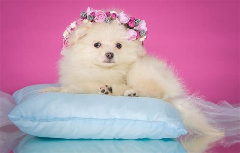 Pink Puppy Wallpapers - Wallpaper Cave