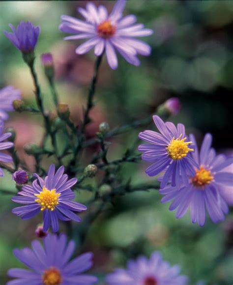 Aster Flower Life Cycle | Flowers Lover