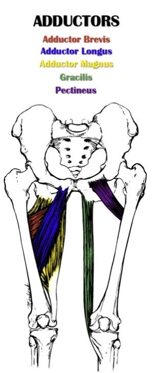 Adductor muscles | Muscle anatomy, Anatomy, Hip flexor