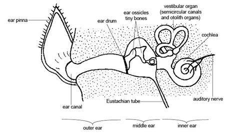 Michigan Veterinary Blog: What is BAER (Brainstem Auditory Evoked Response) testing all about?