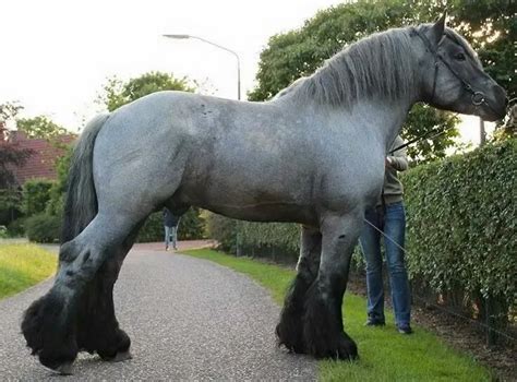 Dutch Draft Horse Breed Info & Facts