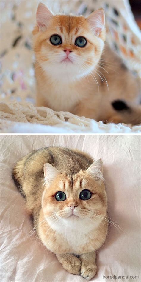 10+ Before-And-After Photos Of Cats Growing Up - Page 3 of 3 - Cats My Life