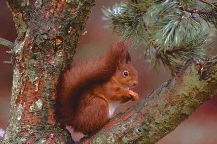 Help Save Scotland's Red Squirrels - Loch Melfort Hotel