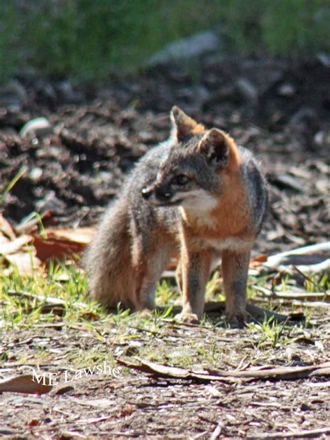 Friends of the Island Fox: USFWS Announces Channel Island Fox's Record Recovery