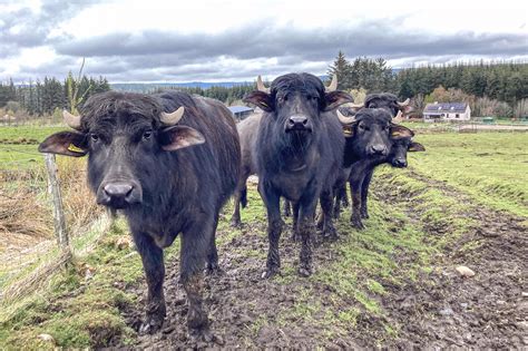 Buffalo farm moving into retail and tourism with farm shop and straw bale cabins | Forres Local