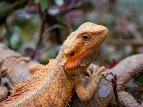 Bearded Dragon: Humidity - A Quick And Easy Guide - Reptile Craze