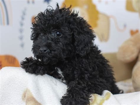 Bichon Poo-DOG-Female-Black-2779254-Animal Kingdom | Puppies N Love