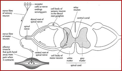 [DIAGRAM] Diagram A Reflex Arc - MYDIAGRAM.ONLINE