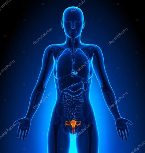 Reproductive system - Female Organs - Human Anatomy — Stock Photo ...