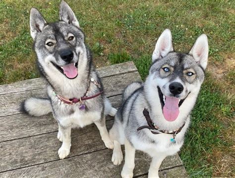 Agouti Husky Dog Breed: Pictures, Colors, Bark, Characteristics, and ...