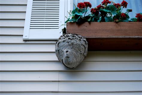 How to identify hornet's nest around you’re home - Wasp Removal Toronto