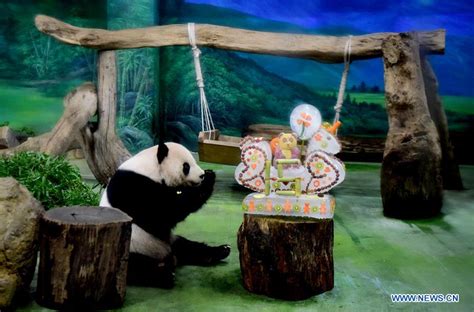 Feature: Taipei zoo celebrates panda pair's 15th birthday - Xinhua | English.news.cn