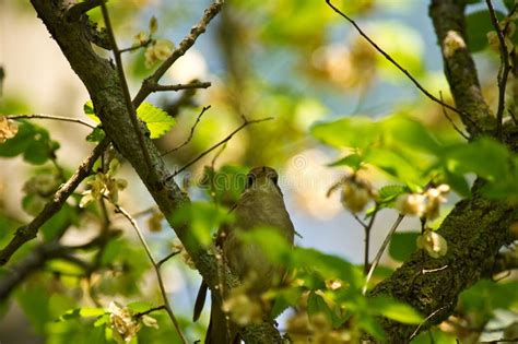 Singing Nightingale stock photo. Image of nightingale - 14097134