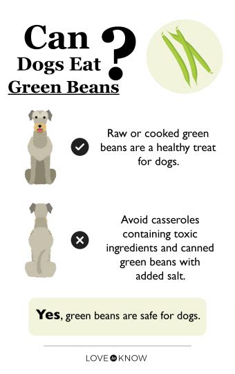 Can Dogs Have Green Beans? How to Safely Prepare Them | LoveToKnow Pets