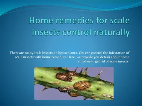 Home remedies for scale insects control naturally