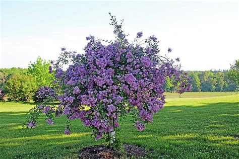 Weeping Lilac I Photograph by Debbie Oppermann - Pixels