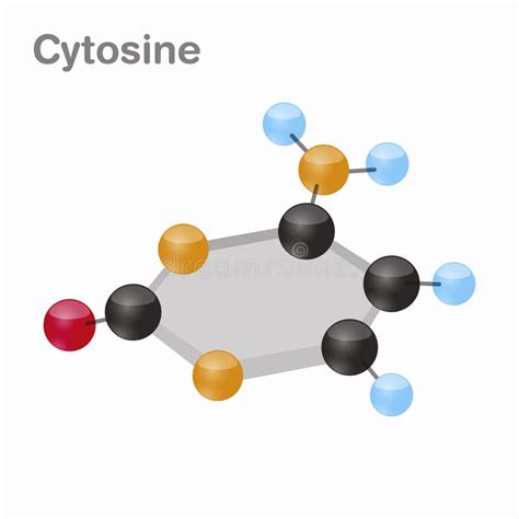 Cytosine HexNut, C. Pyrimidine Nucleobase Molecule. Present in DNA. 3D Vector Illustration on ...