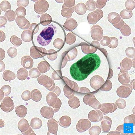 Cells of the immune system: Histology and function | Kenhub