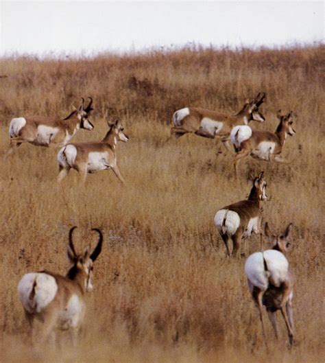 Pronghorn: Racers on the Great Plains (U.S. National Park Service)