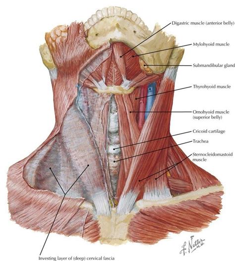 Strap Muscle Of Neck - Human Anatomy