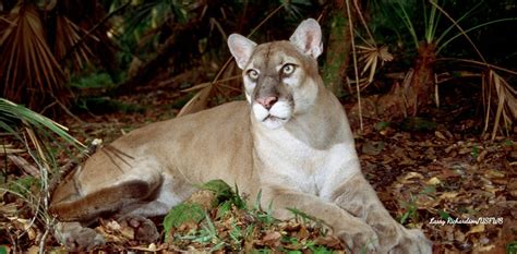 Friends of the Florida Panther Refuge - Nonprofit Organization