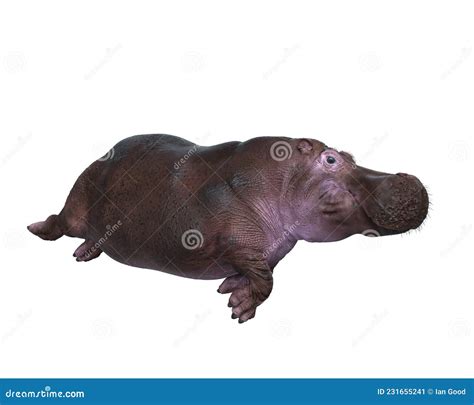 3D Rendering of a Hippopotamus Swimming Isolated on a White Background ...