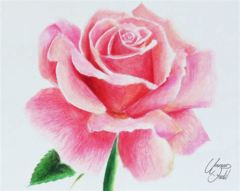 Drawing Flowers 1 - A Rose. by f-a-d-i-l on DeviantArt