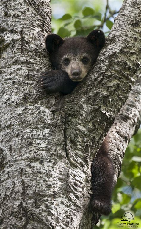 Black Bear Cub in Tree