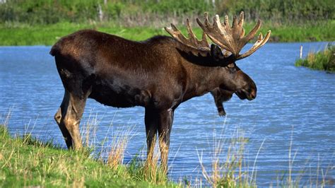 Réserve faunique La Vérendrye: suspension de la chasse à l’orignal ...